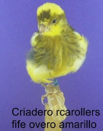 Criadero de canarios "rcarollers"